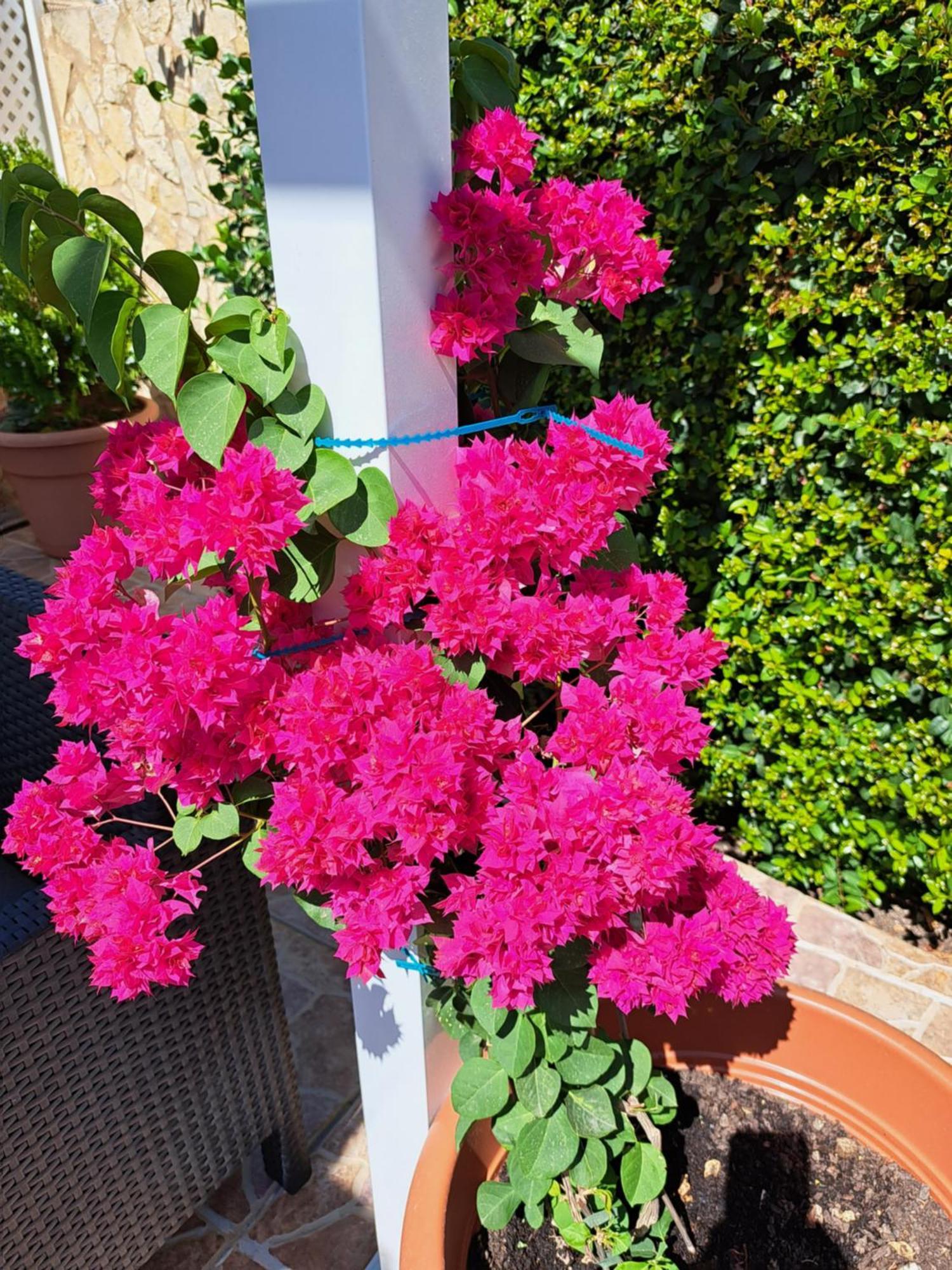 Villa Mariamar 阿尔布费拉 外观 照片