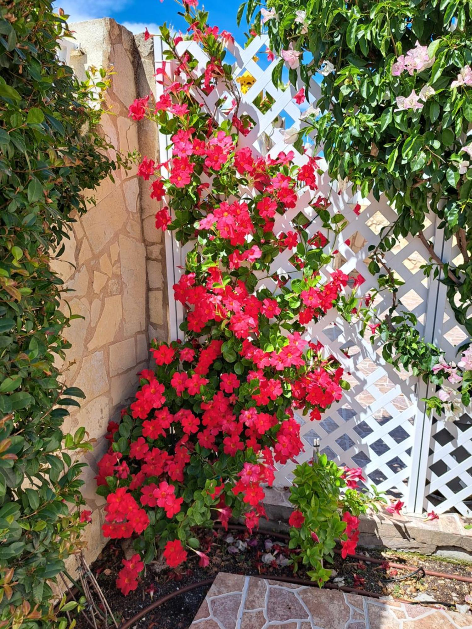 Villa Mariamar 阿尔布费拉 外观 照片